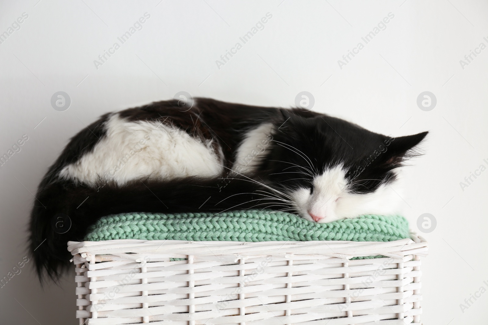 Photo of Cute cat relaxing on green knitted fabric in basket. Lovely pet