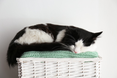 Cute cat relaxing on green knitted fabric in basket. Lovely pet