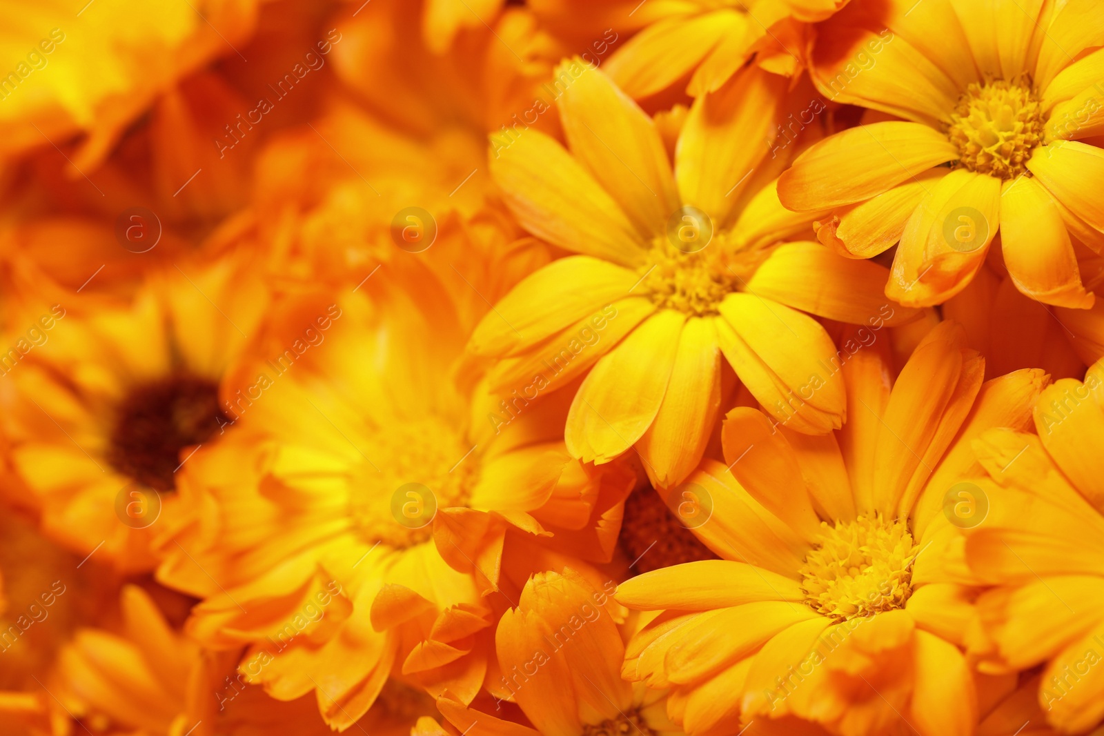 Photo of Beautiful fresh calendula flowers as background, closeup