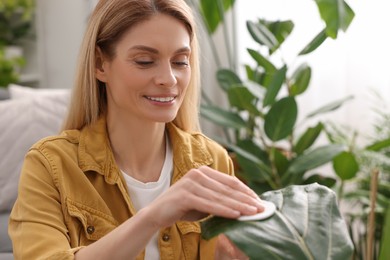 Photo of Woman wiping leaf of beautiful houseplant with cotton pad indoors