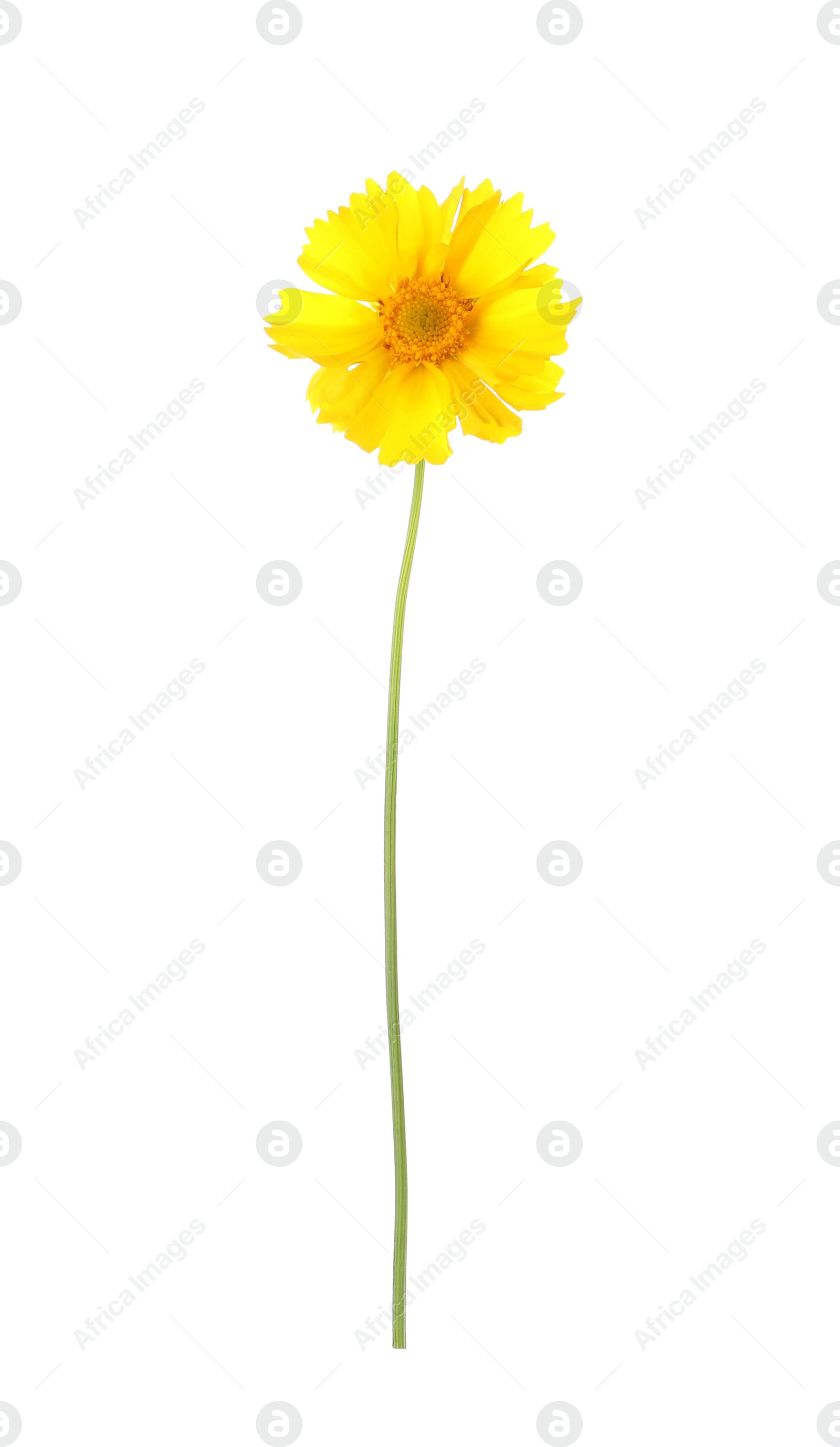 Photo of Beautiful meadow plant with yellow flower isolated on white