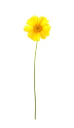 Beautiful meadow plant with yellow flower isolated on white