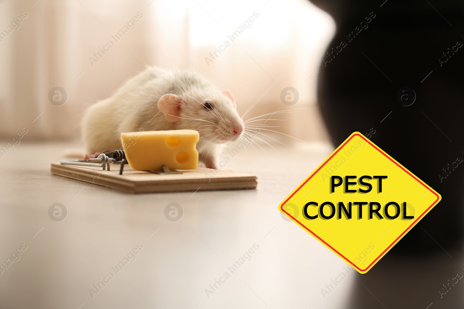 Image of Rat near mousetrap with cheese indoors and warning sign Pest Control