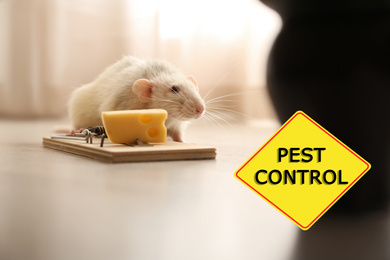 Rat near mousetrap with cheese indoors and warning sign Pest Control