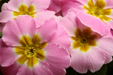 Photo of Beautiful primula (primrose) plant with pink flowers as background, closeup. Spring blossom