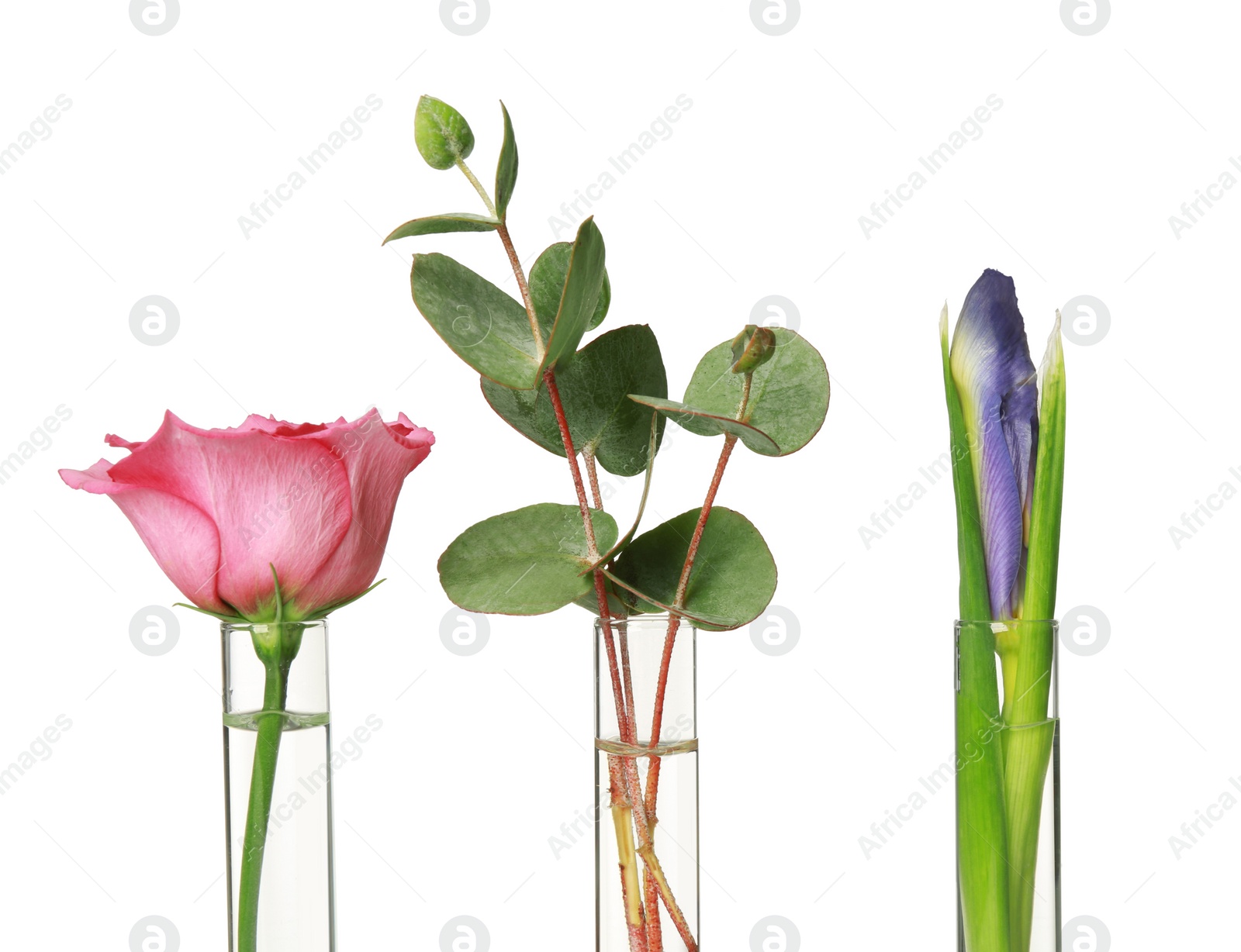 Photo of Different plants in test tubes on white background