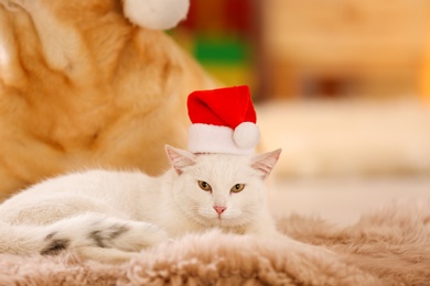 Adorable dog and cat wearing Santa hats together at room decorated for Christmas. Cute pets