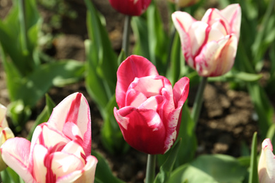 Beautiful blooming tulips outdoors on sunny day