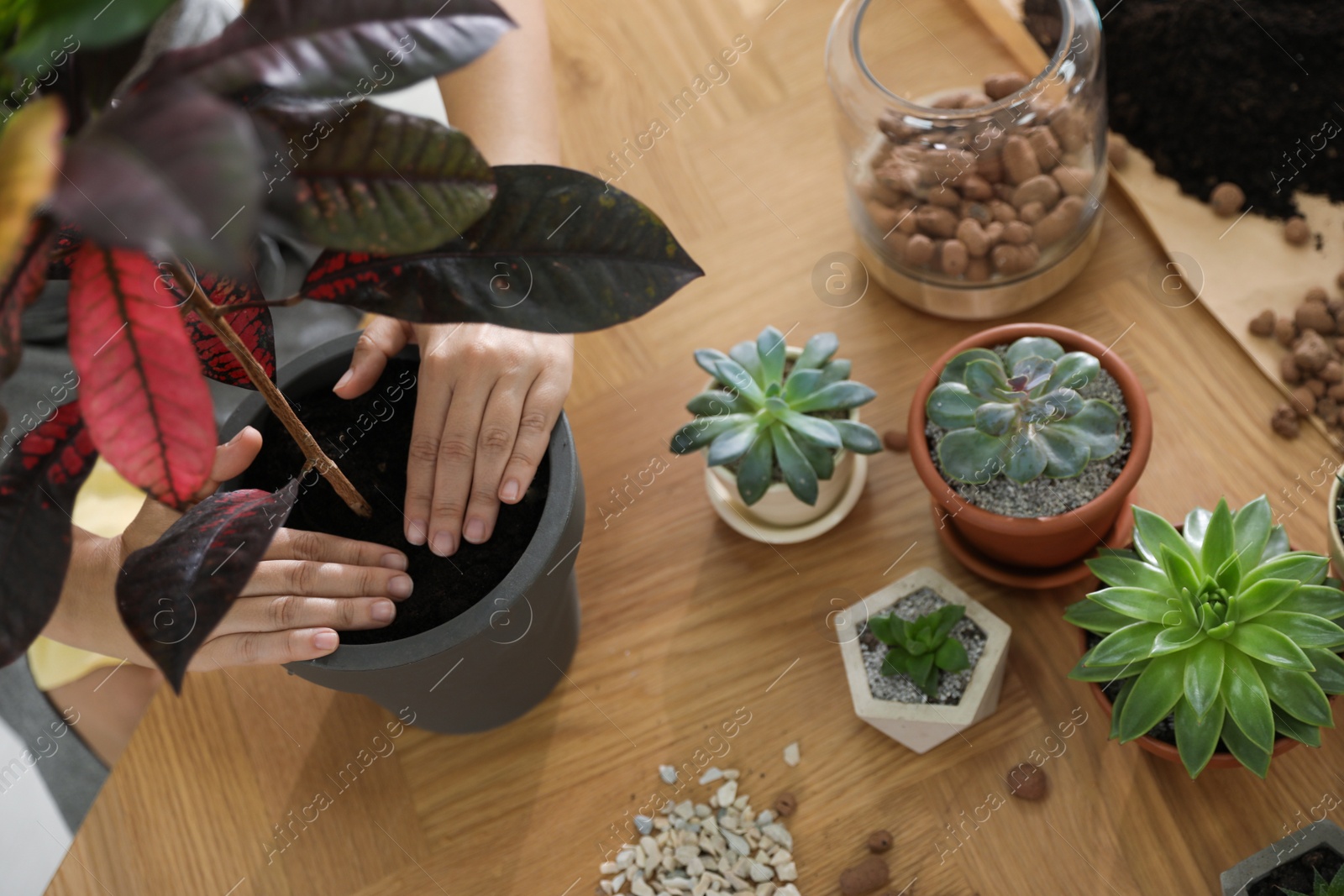 Photo of Woman potting houseplant on wooden table at home, closeup. Engaging hobby