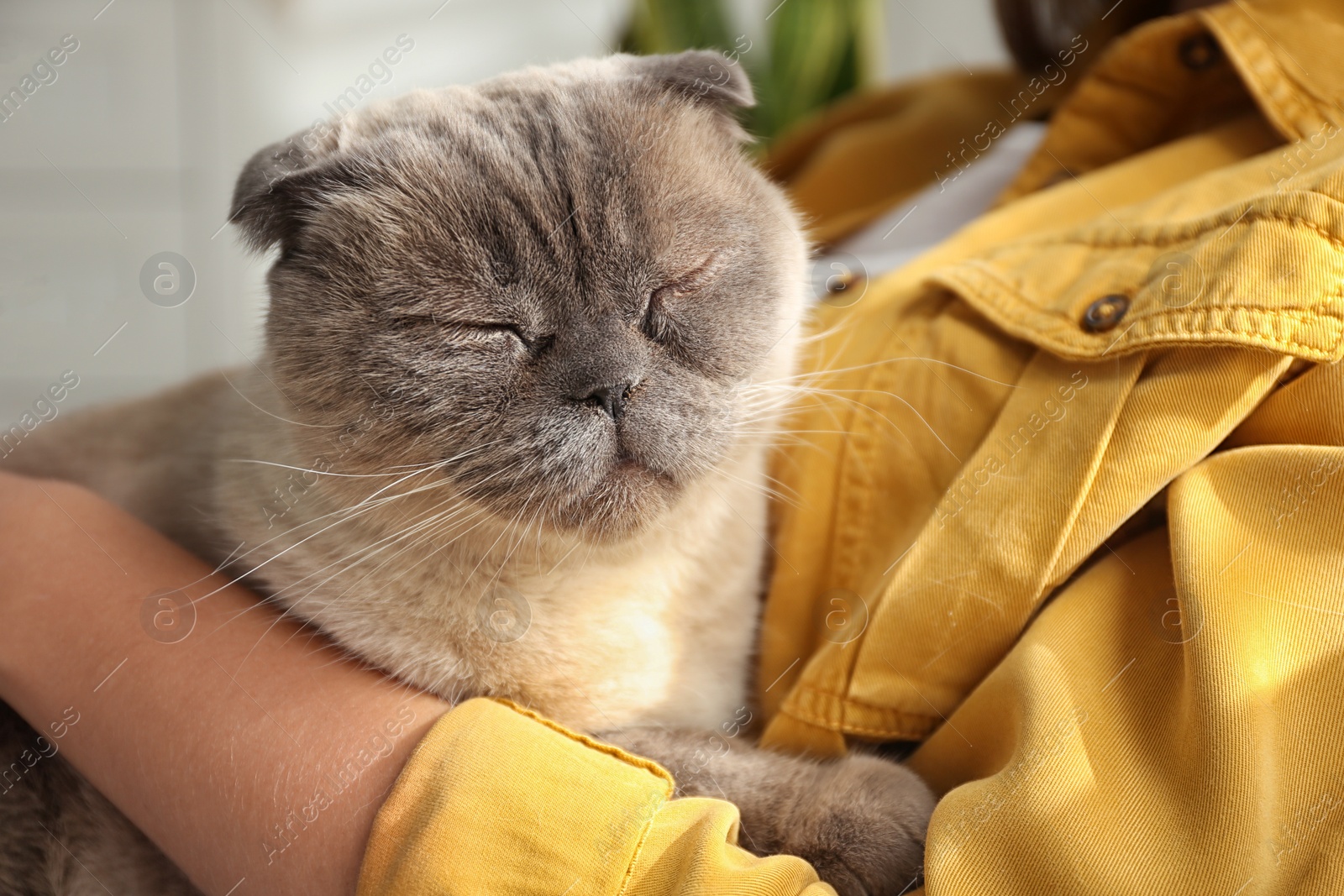 Photo of Young woman with cute cat at home, closeup. Fluffy pet