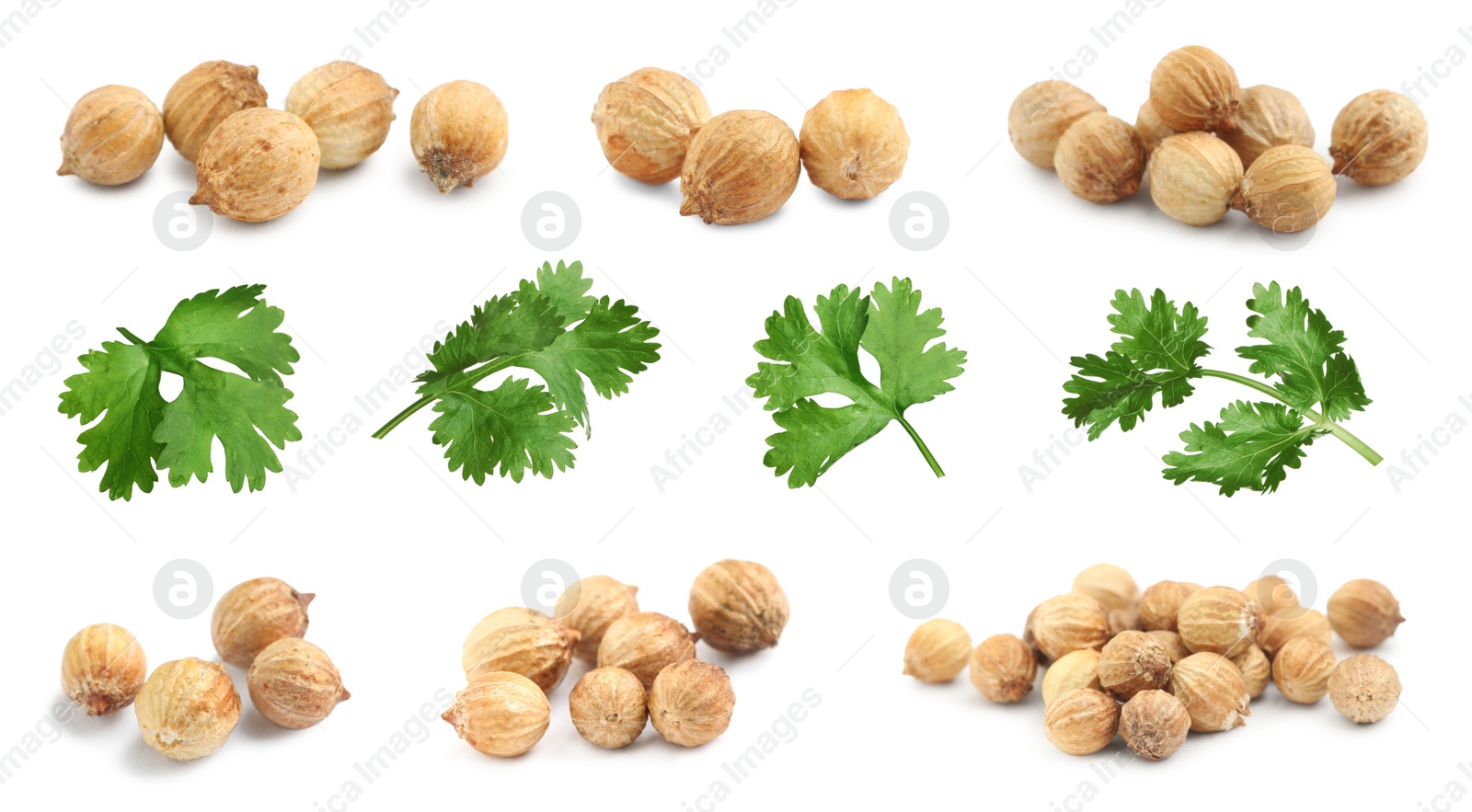 Image of Set with fresh green coriander leaves and dried seeds on white background