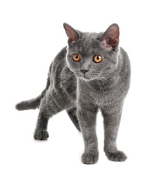 Adorable grey British Shorthair cat on white background