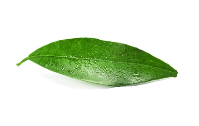 Fresh green tangerine leaf with water drops on white background