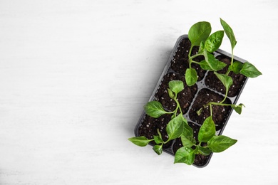 Vegetable seedlings in plastic tray on white wooden table, top view. Space for text
