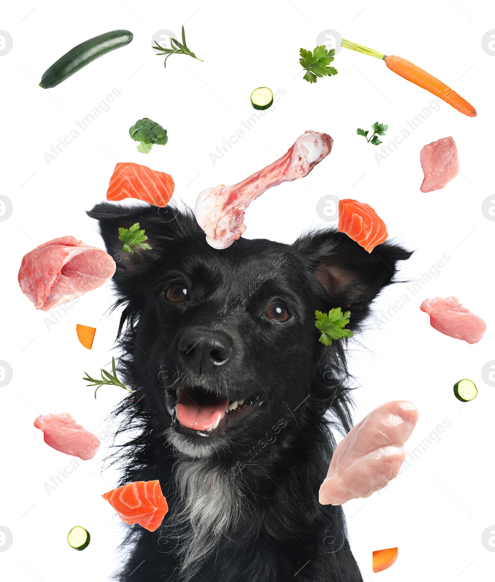 Image of Cute dog surrounded by fresh products rich in vitamins on white background. Healthy diet for pet