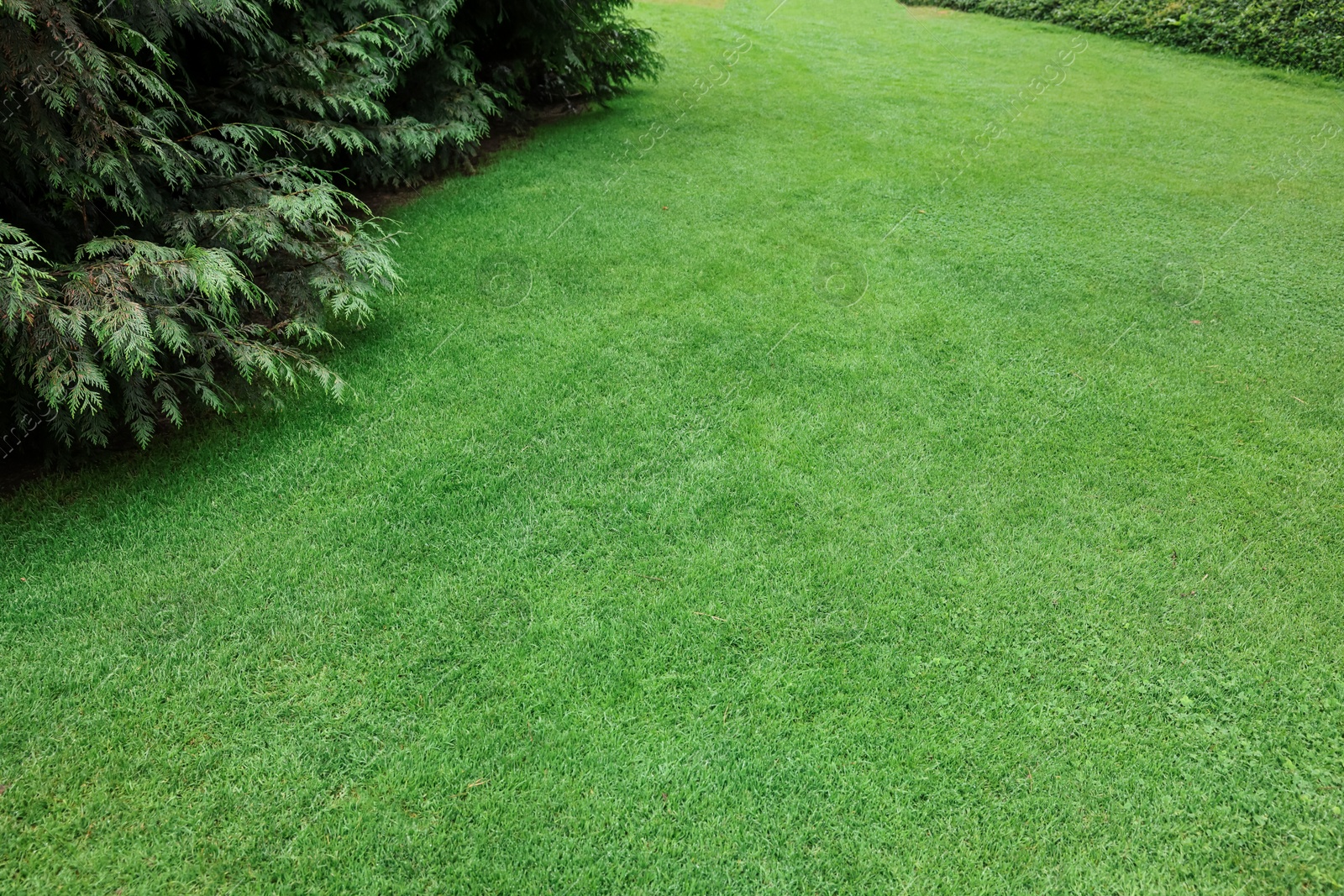 Photo of Beautiful freshly cut green lawn in park