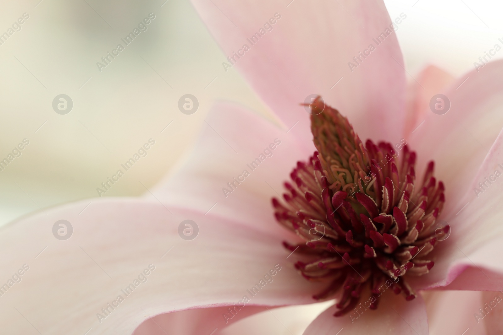 Photo of Beautiful pink magnolia flower on blurred background  closeup