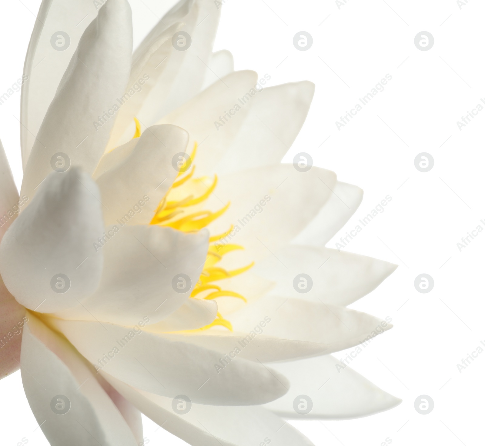 Photo of Beautiful blooming lotus flower on white background, closeup