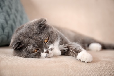 Cute cat resting on sofa at home