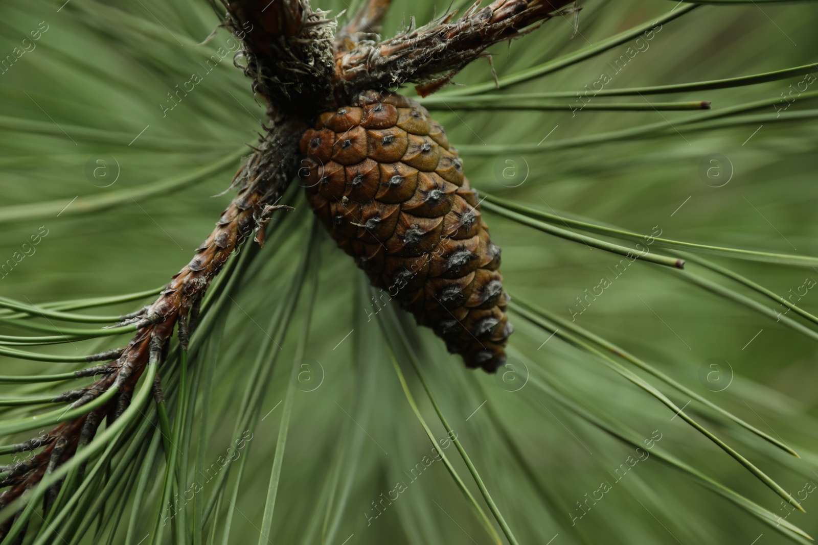 Photo of Cone growing on pine branch outdoors, closeup