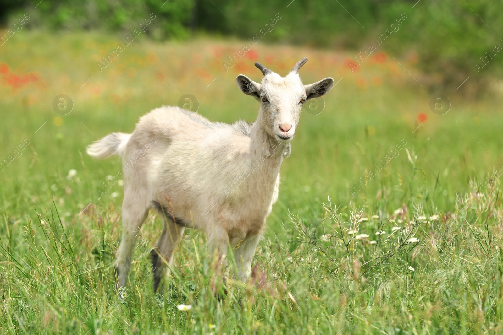 Photo of Cute goat in green field. Animal husbandry