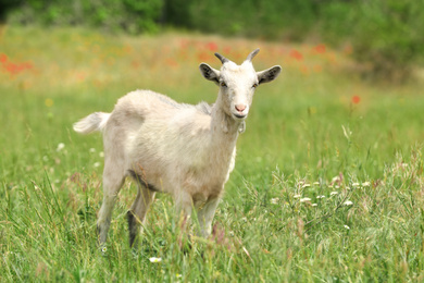 Cute goat in green field. Animal husbandry