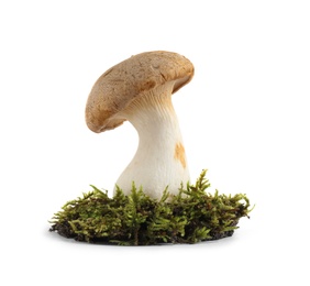 Fresh wild mushroom on white background. Edible fungi