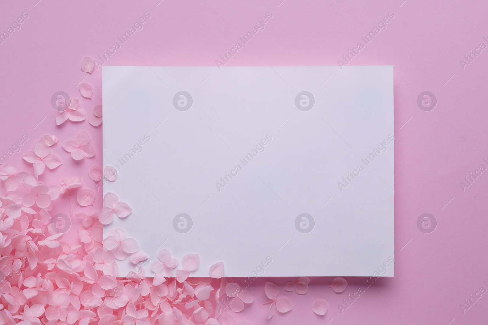 Photo of Beautiful hortensia flowers and sheet of paper on pink background, flat lay. Space for text