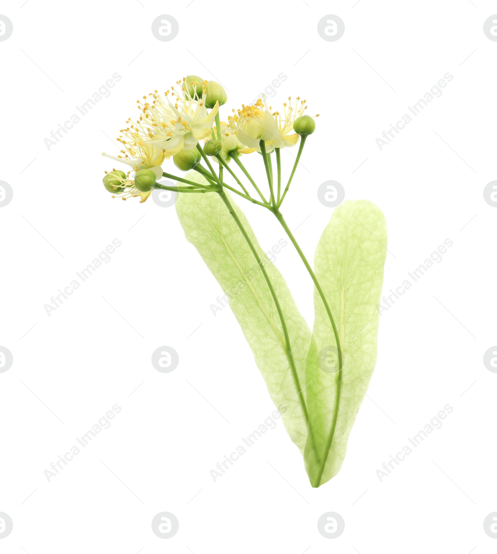 Photo of Beautiful linden tree blossom isolated on white