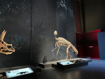 Photo of Leiden, Netherlands - November 19, 2022: Life size skeleton of Plateosaurus in museum