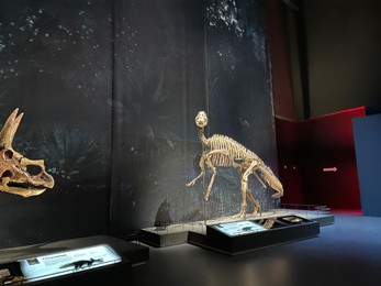 Leiden, Netherlands - November 19, 2022: Life size skeleton of Plateosaurus in museum