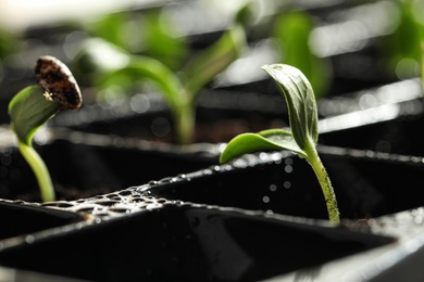 Seedling tray with young vegetable sprouts, closeup