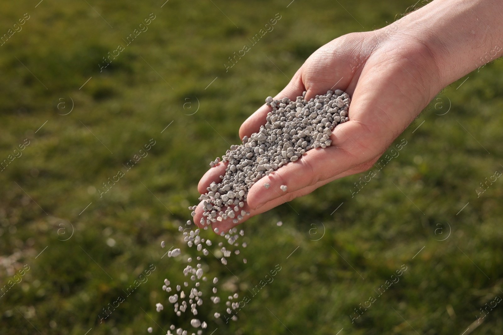 Photo of Man fertilizing green grass on sunny day, closeup