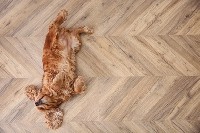 Photo of Cute Cocker Spaniel dog lying on warm floor, top view with space for text. Heating system