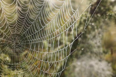 Closeup view of spider web with dew drops outdoors