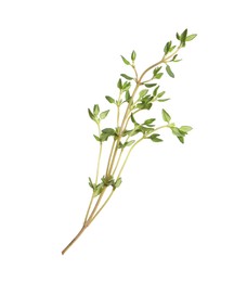 Photo of Aromatic thyme sprig on white background. Fresh herb