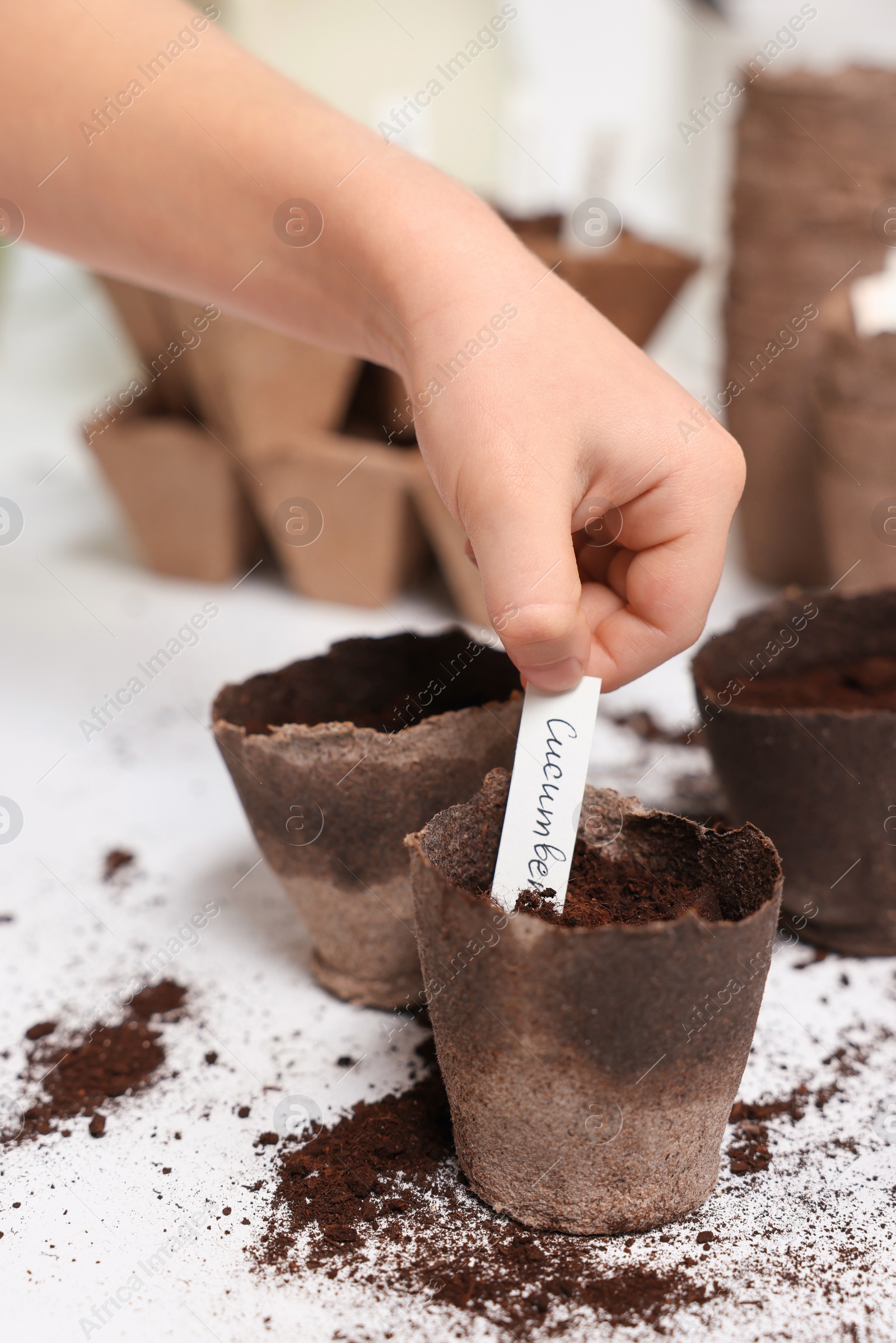 Photo of Little girl inserting card with name of vegetable seeds into peat pots at white table, closeup