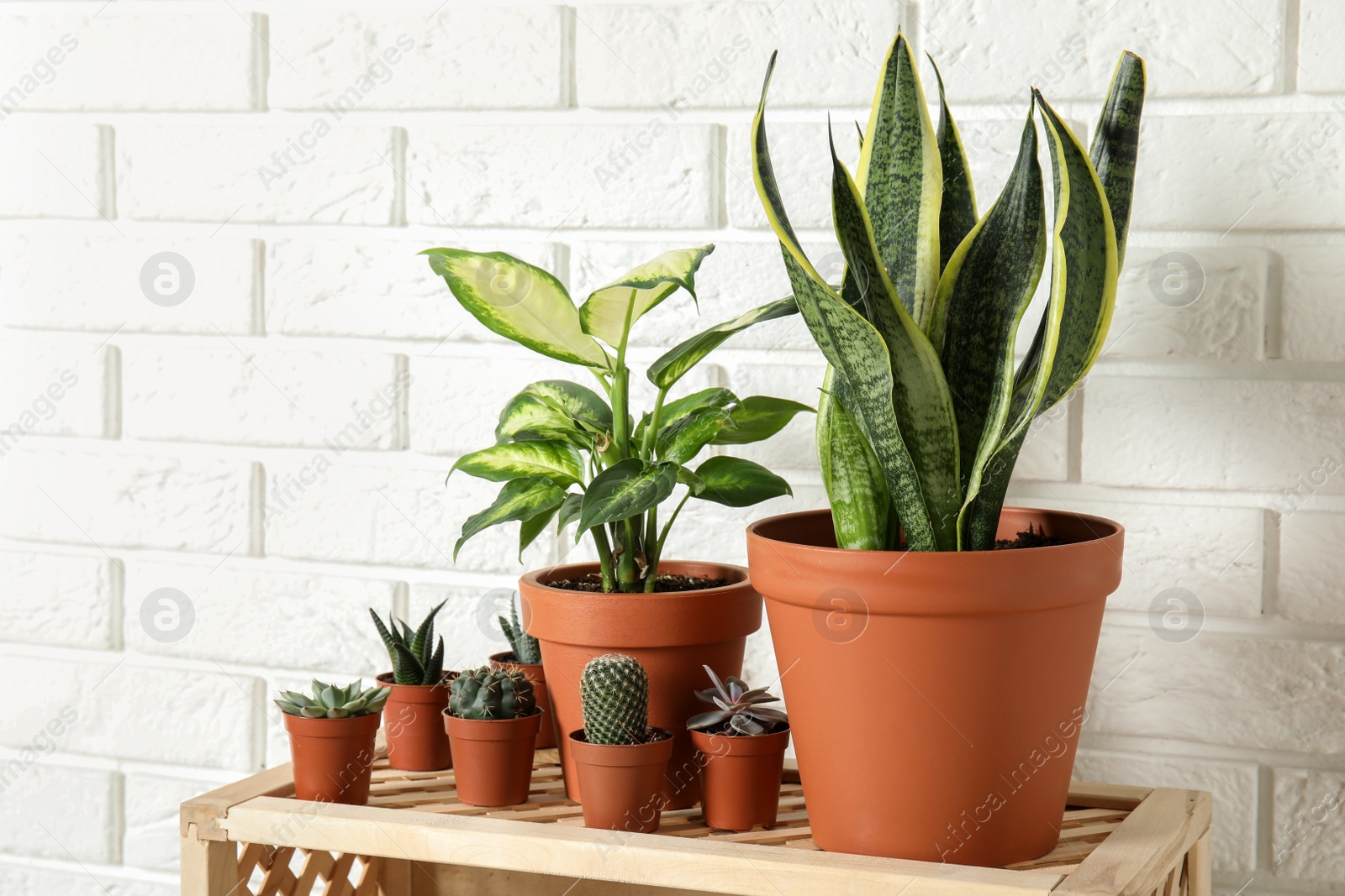 Photo of Potted home plants on wooden crate against brick wall