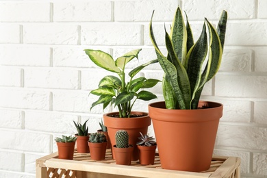 Photo of Potted home plants on wooden crate against brick wall