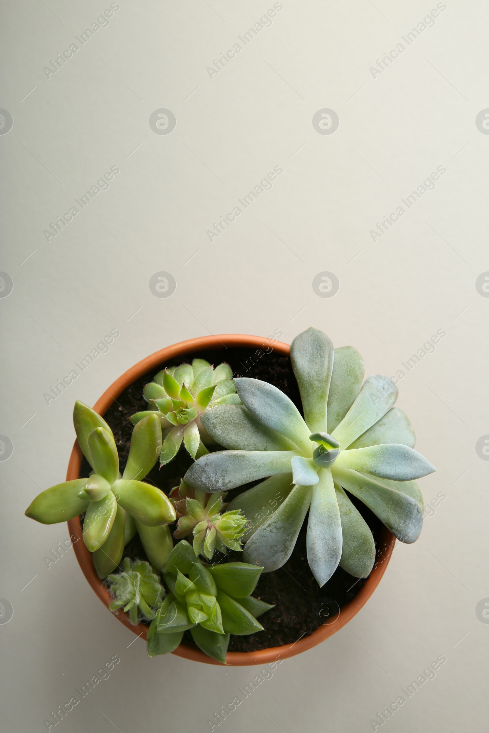 Photo of Beautiful potted echeveria on white background, top view with space for text. Succulent plant