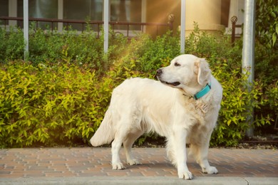 Photo of Adorable White Retriever dog on sidewalk outdoors, space for text