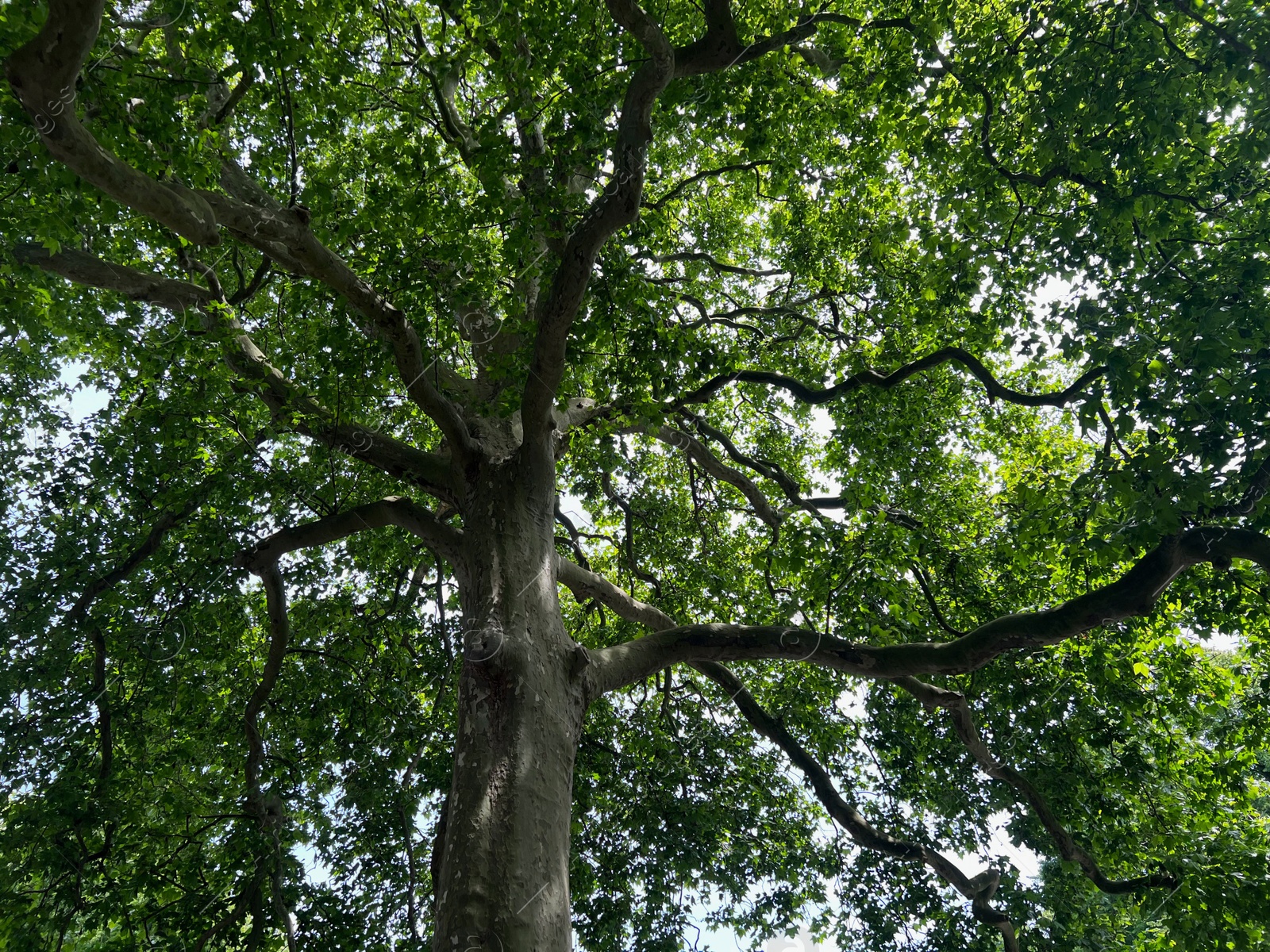 Photo of Beautiful tall tree with green leaves in park, low angle view