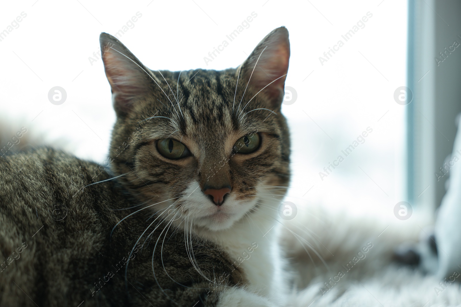 Photo of Cute cat on white faux fur rug at window sill indoors, space for text