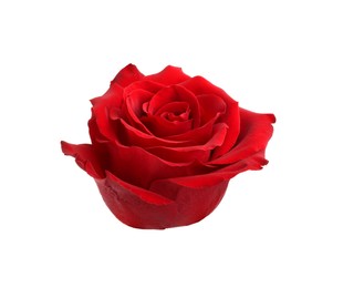 Photo of Beautiful fresh red rose isolated on white