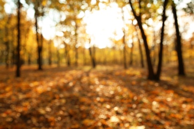 Photo of Autumn park with fallen leaves on ground, blurred view