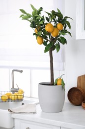 Potted lemon tree and ripe fruits on kitchen countertop