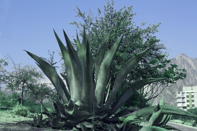 Beautiful Agave plant growing outdoors on sunny day