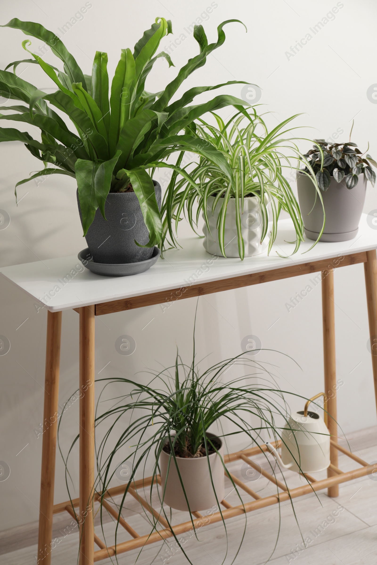 Photo of Green houseplants in pots on wooden table near white wall