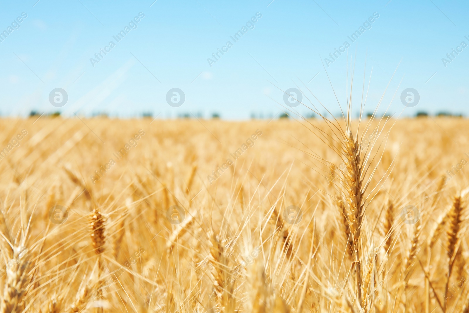 Photo of Wheat field on sunny day. Cereal farming