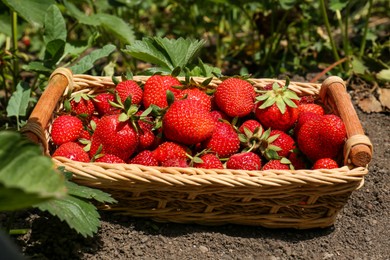 Photo of Basket with delicious fresh red strawberries on ground outdoors